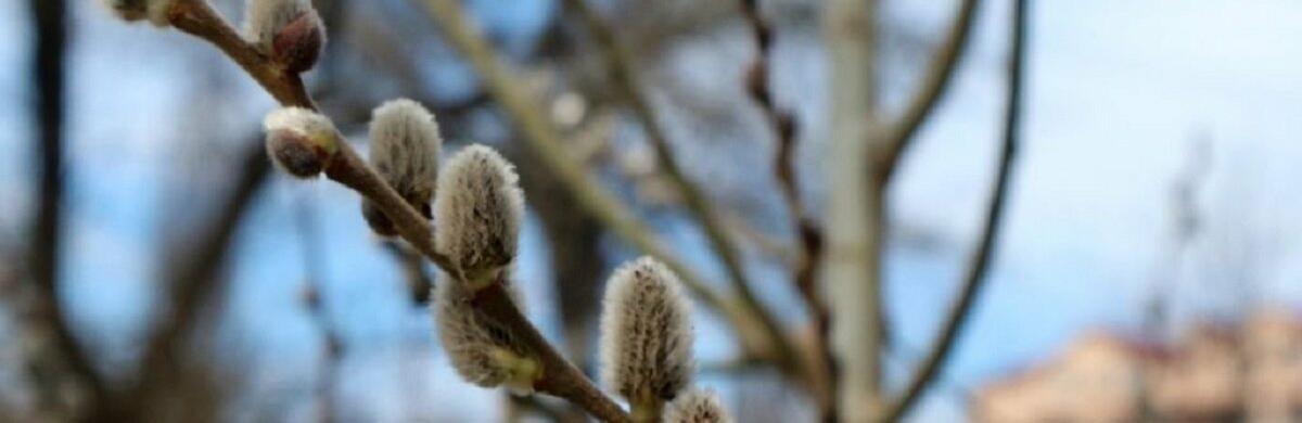  ������ ������ �������� ��� ���� ������ ������� 