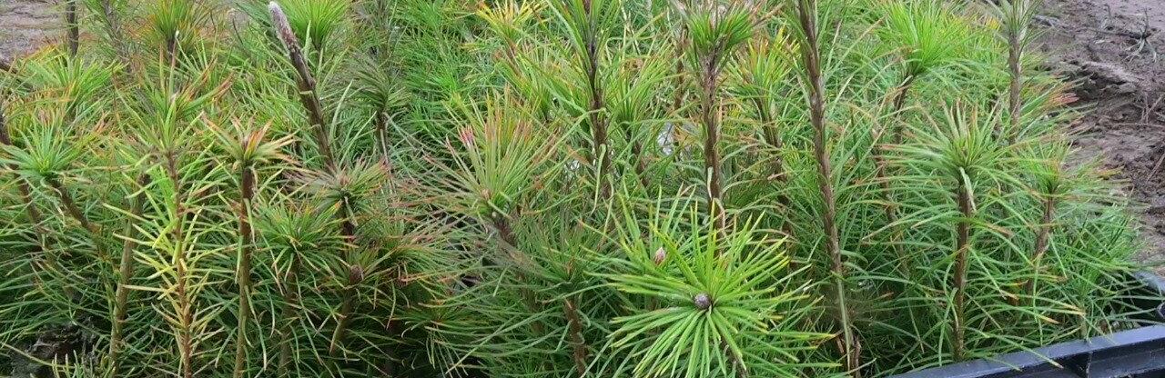  ������� ����������� ������� �������� ������� ����� ������ ����� 