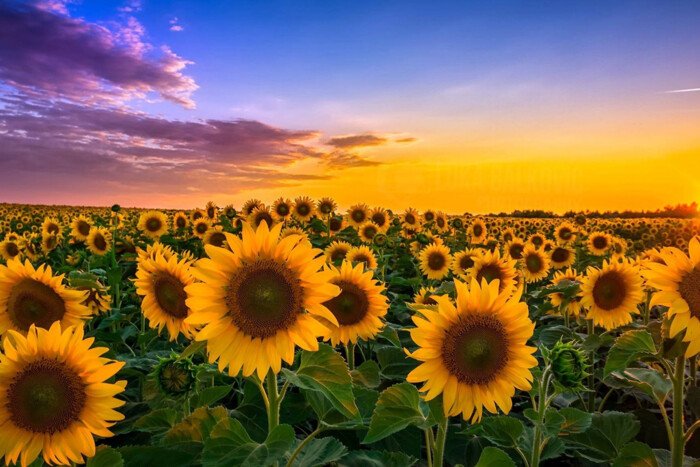  ���� ����� ������ ���� ������ ������� 