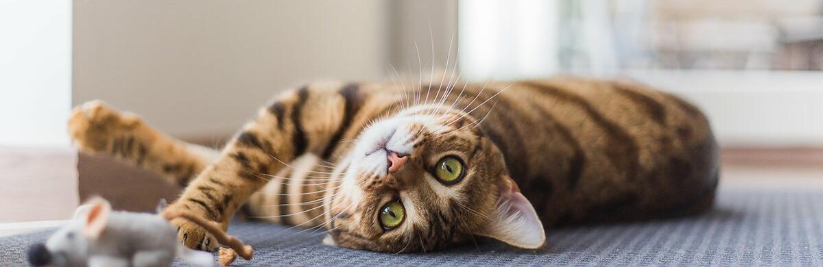 ����: 6262.com.ua