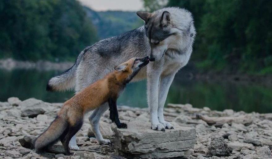  �������� ������� ������ ����� ������� 