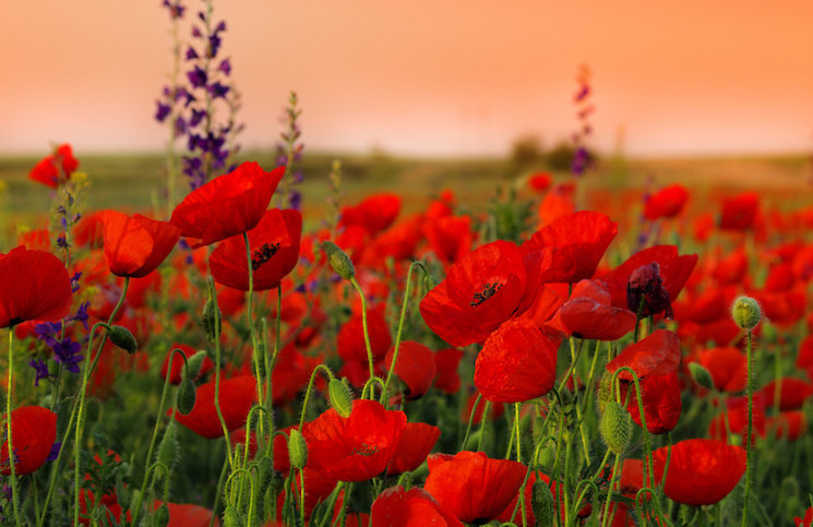  �������� ����������� 