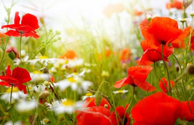  ��������� ������ ��� ���� ������� 