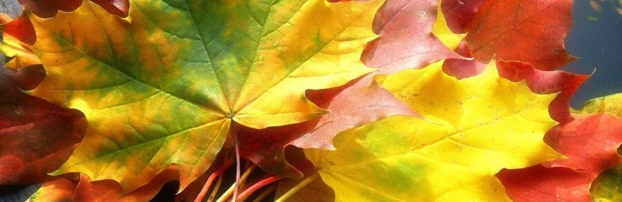  ������ ���� ������ ������� ����������� ��������� ���� 