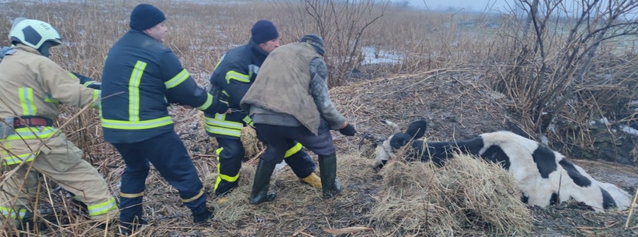 У Краматорському районі з криниці витягли корову