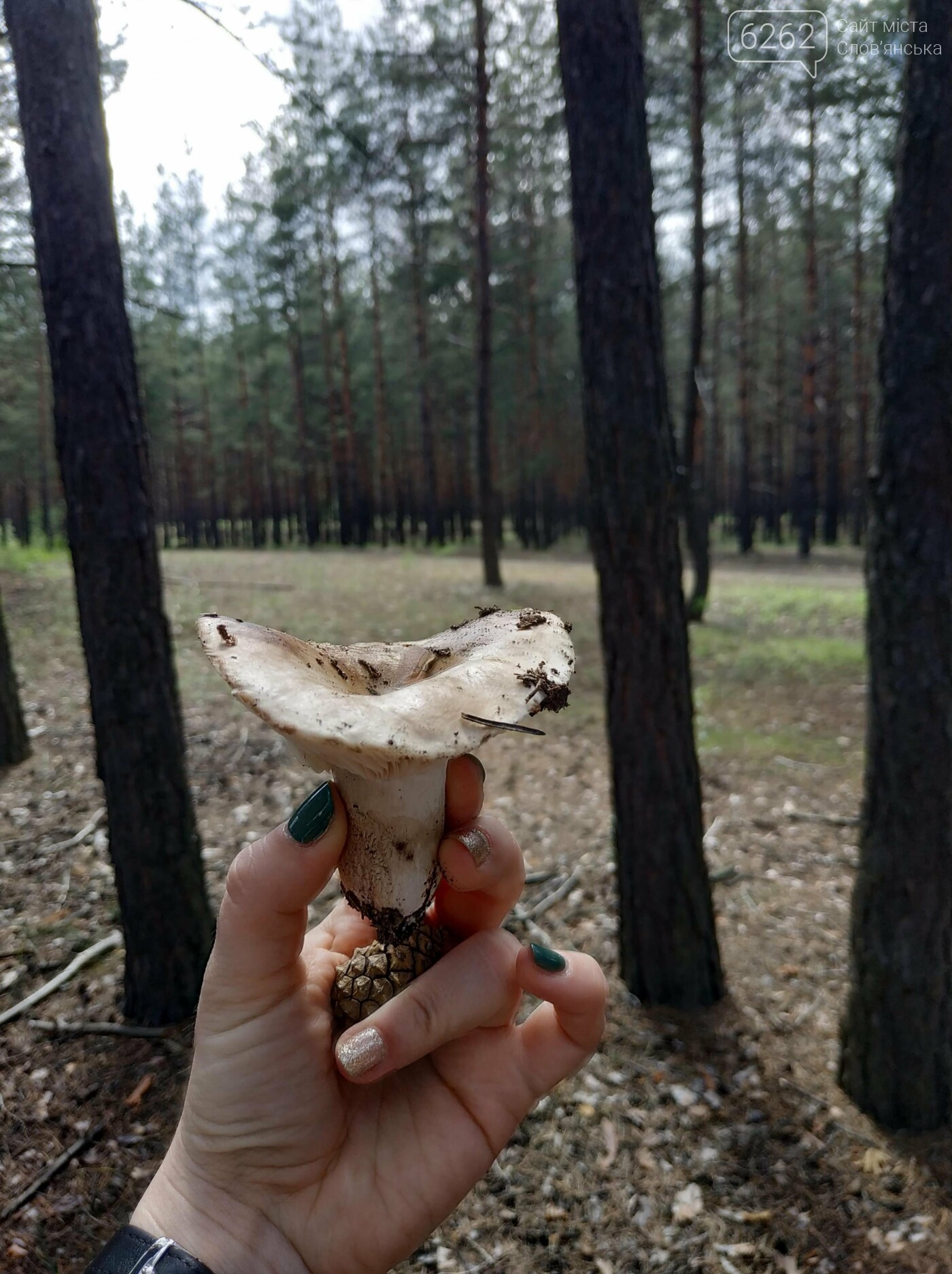"Грибні" вихідні у хвойних лісах Святогірська (фото) , фото-5