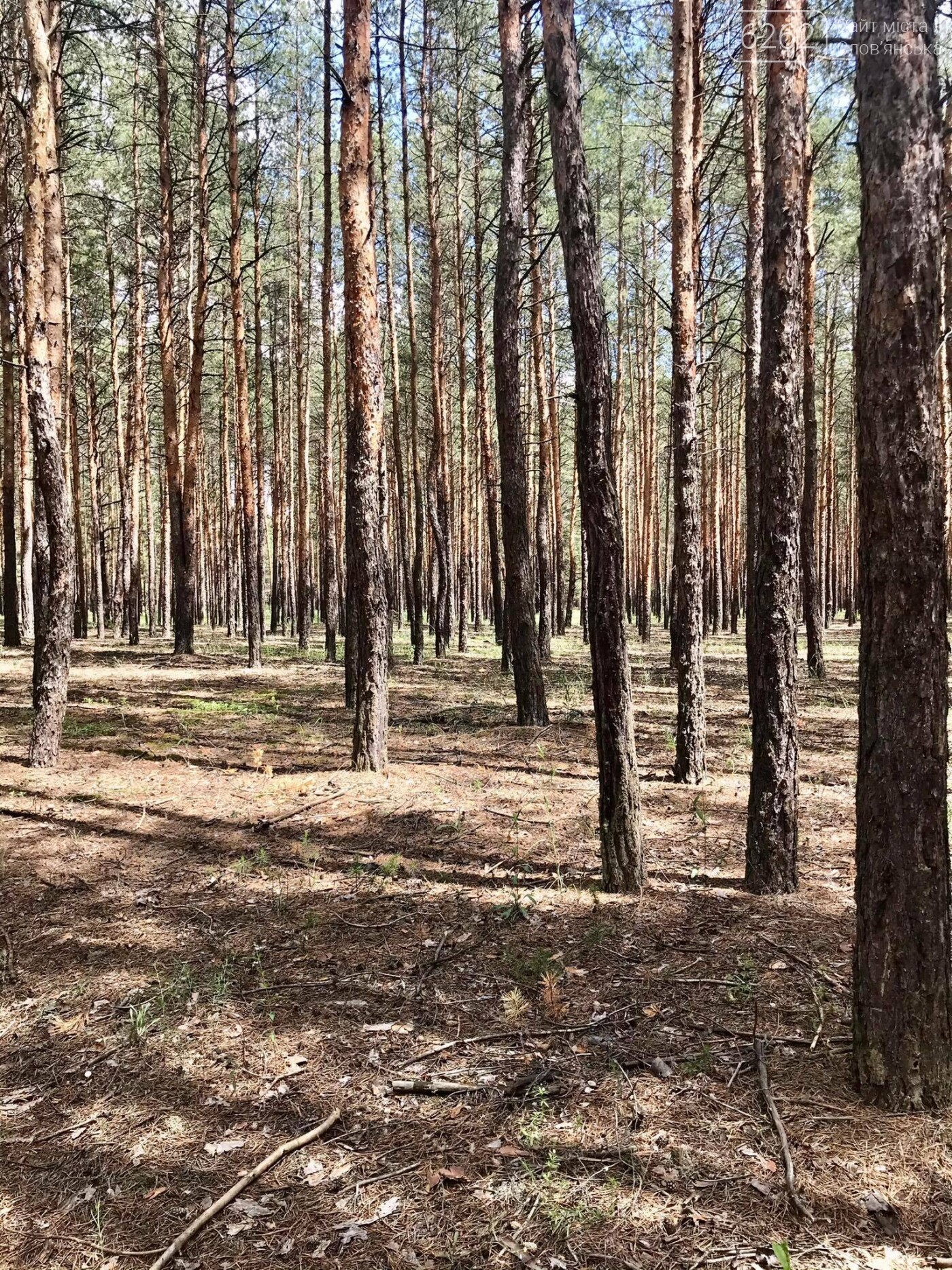 "Грибні" вихідні у хвойних лісах Святогірська (фото) , фото-1