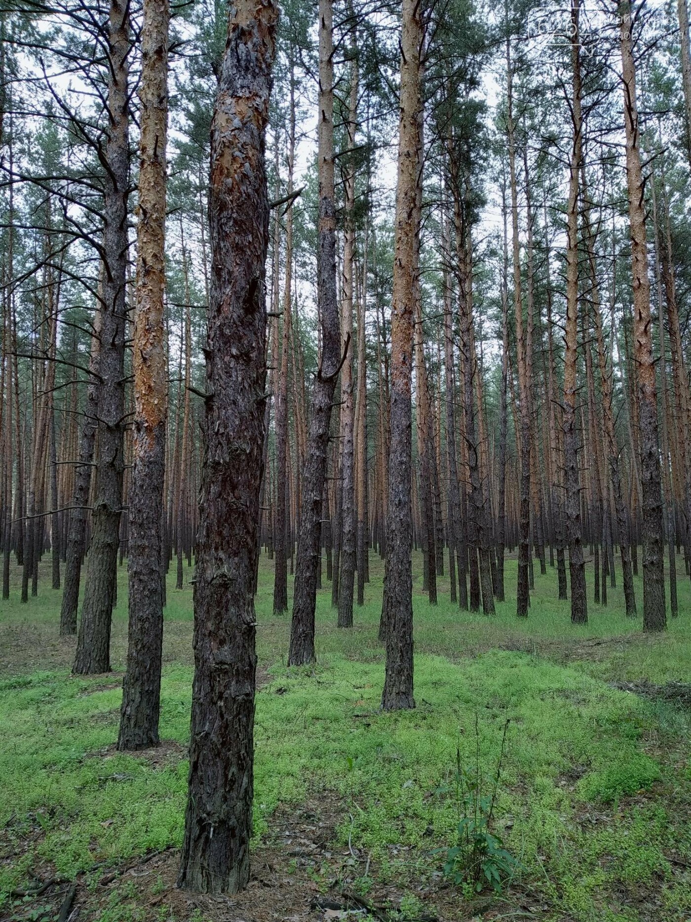 "Грибні" вихідні у хвойних лісах Святогірська (фото) , фото-3