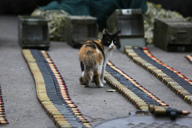Військові та їх чотирьохлапі друзі. Котики ЗСУ і не тільки, фото-5 Військові та їх чотирьохлапі друзі. Котики ЗСУ і не тільки, фото-5