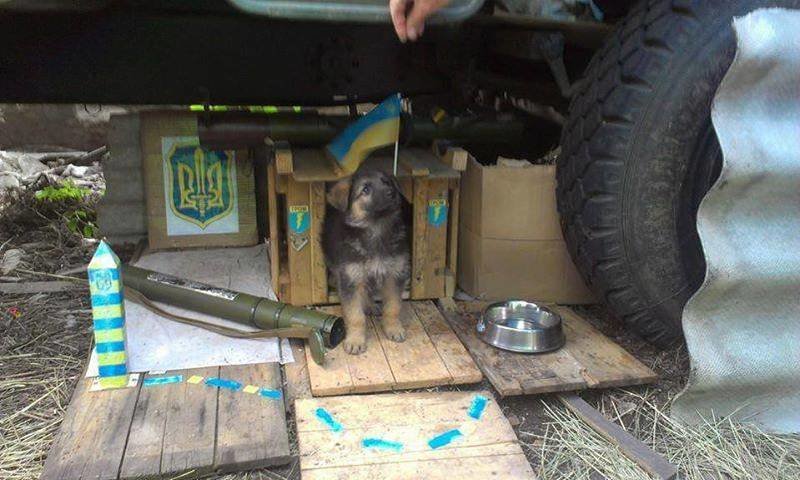 Військові та їх чотирьохлапі друзі. Котики ЗСУ і не тільки, фото-13 Військові та їх чотирьохлапі друзі. Котики ЗСУ і не тільки, фото-13