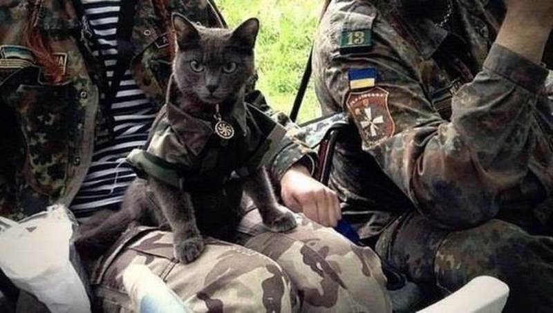 Військові та їх чотирьохлапі друзі. Котики ЗСУ і не тільки, фото-7 Військові та їх чотирьохлапі друзі. Котики ЗСУ і не тільки, фото-7