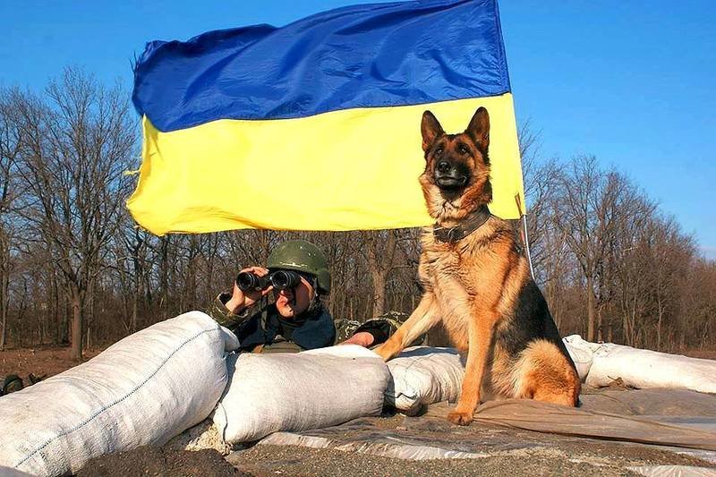 Військові та їх чотирьохлапі друзі. Котики ЗСУ і не тільки, фото-8 Військові та їх чотирьохлапі друзі. Котики ЗСУ і не тільки, фото-8