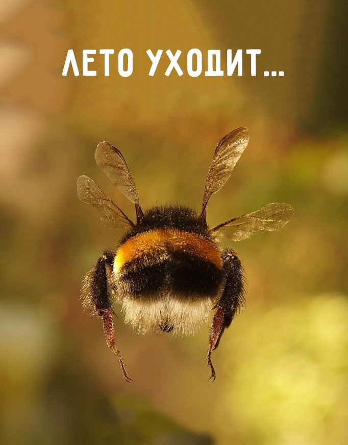 "Вот и лето прошло". Смішні картинки про кінець літа, фото-2 "Вот и лето прошло". Смішні картинки про кінець літа, фото-2