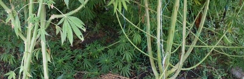 На околиці Слов'янська виявили "наркотеплиці" На околиці Слов'янська виявили "наркотеплиці", Лідія Хаустова