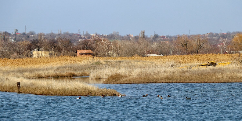 Кулики-довгоноги, качки та фазани – які птахи водяться у Слов’янську