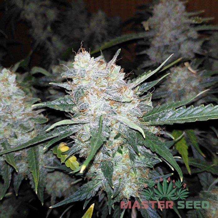 Марихуана растение лекарственное какую марихуану лучше выращивать