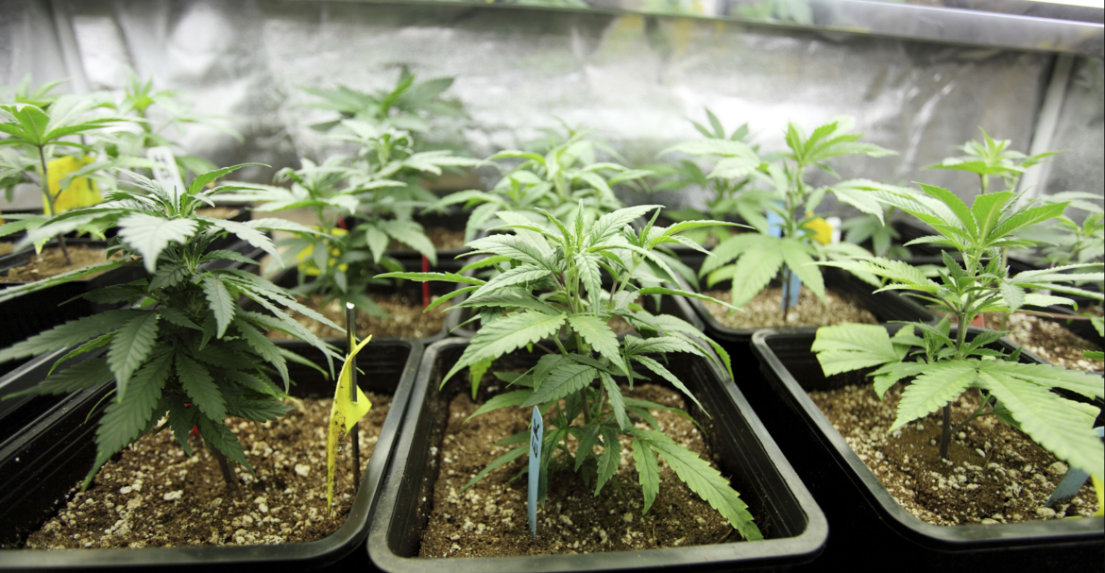 Выращивание марихуаны ук лечебная марихуана в калифорнии