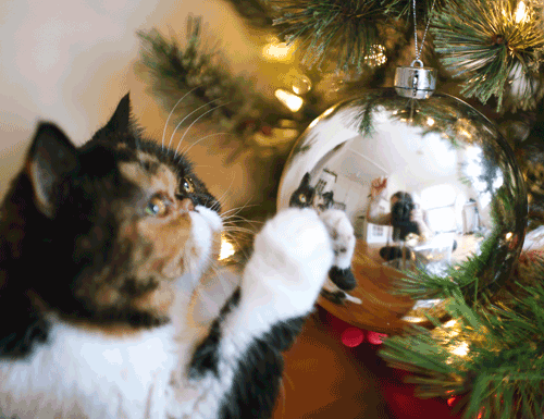 Тваринки і ялинки. Смішні новорічні картинки з котиками та собачками |  Новини